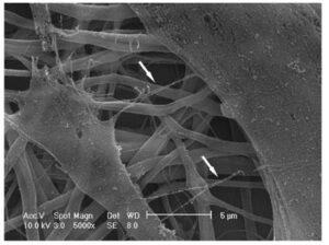 Cell-Producing-ECM-on-Scaffold